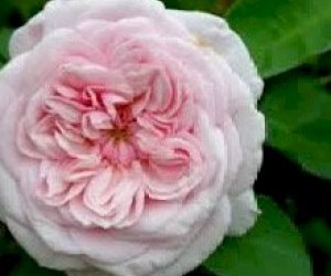 Anna Twelve ROYALE